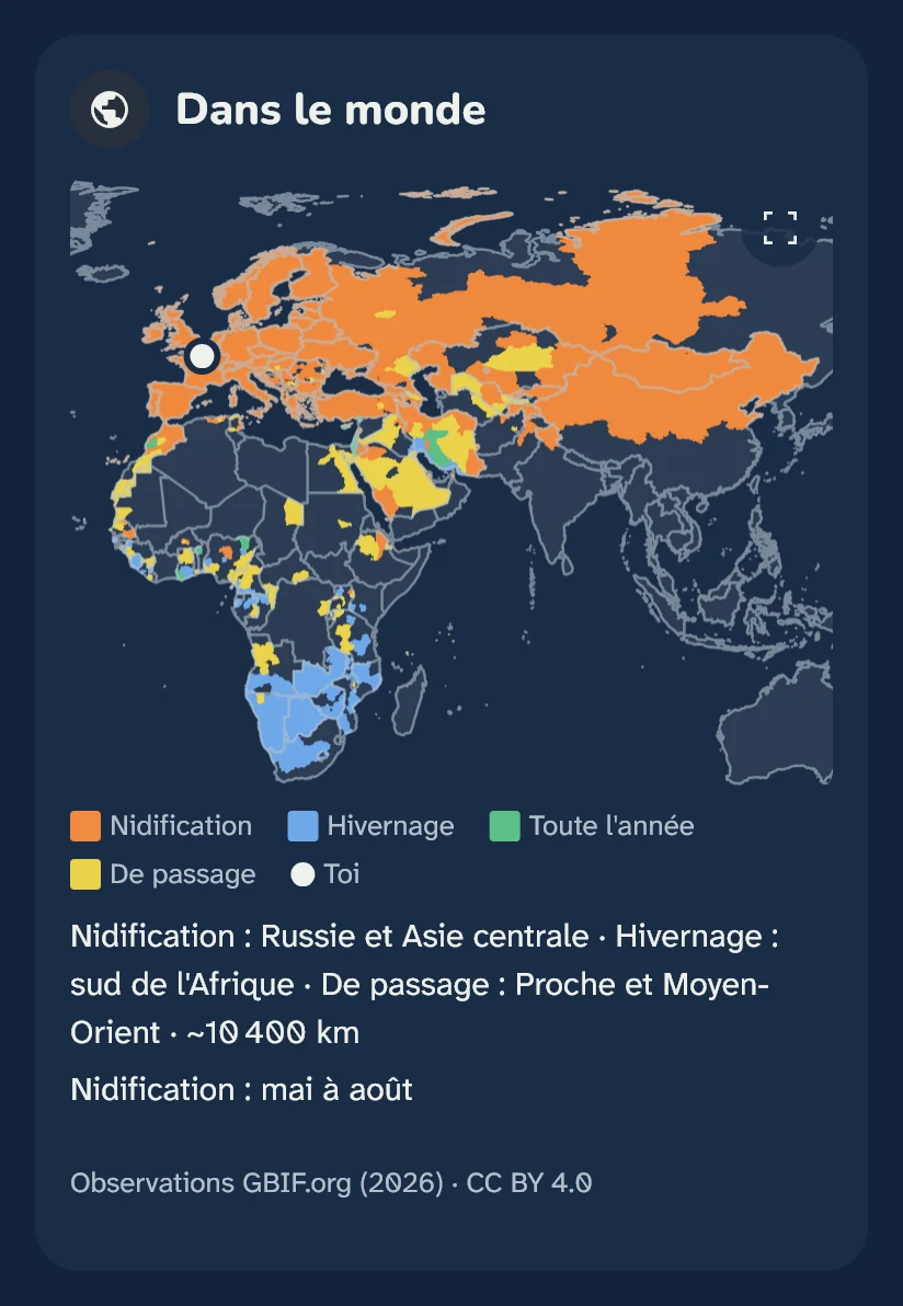 Carte du monde du Martinet noir : nidification en Russie et en Asie centrale, hivernage au sud de l'Afrique.